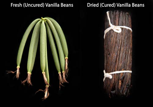 Uncured Vanilla Beans vs. Cured Vanilla Beans