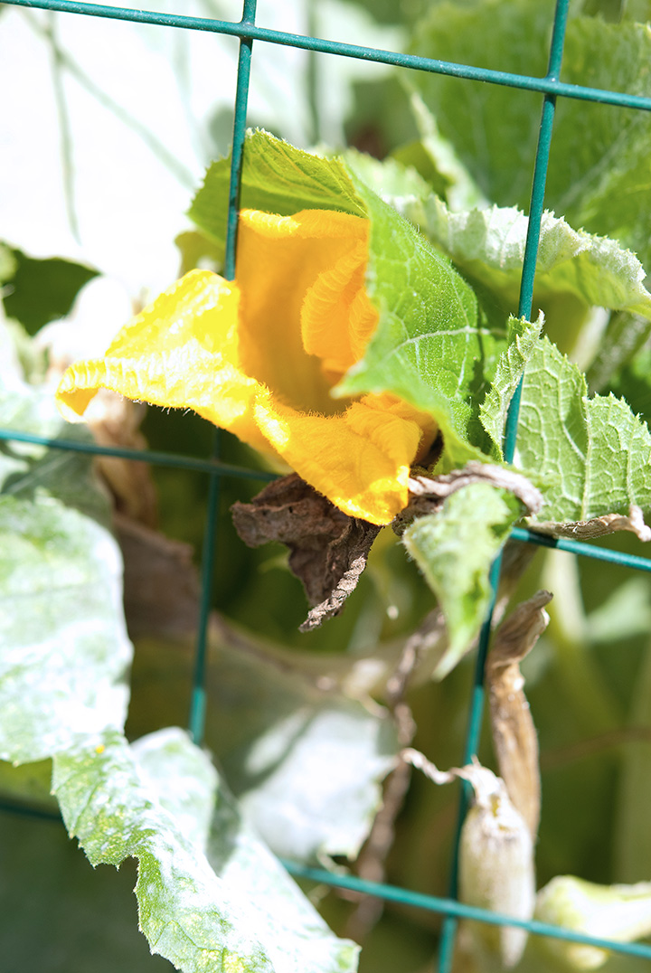 squash blossom